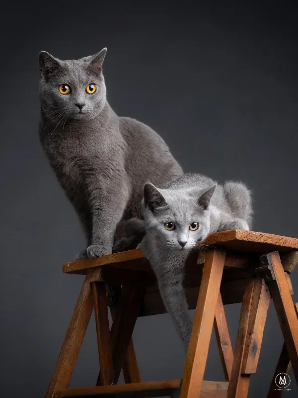 galerie-animaux-12